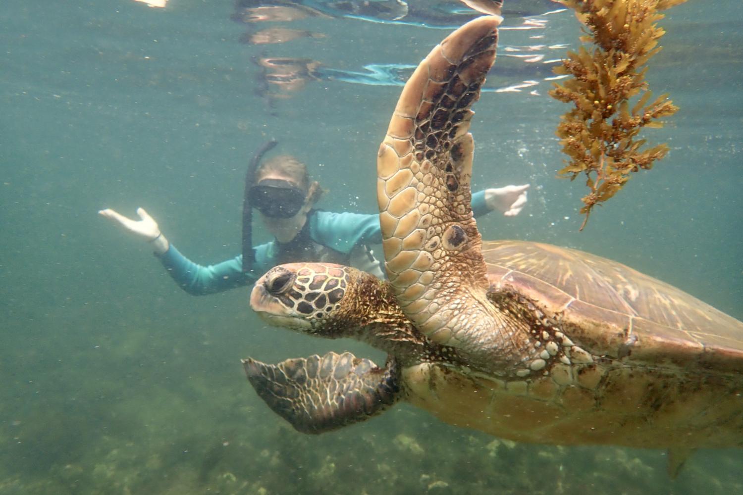 一名<a href='http://sxdx.ngskmc-eis.net'>bv伟德ios下载</a>学生在Galápagos群岛游学途中与一只巨龟游泳.